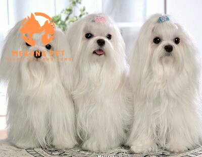 Khám Phá Thế Giới Chó Maltese: Mua Bán Uy Tín Tại TP.HCM, Bình Dương, Đồng Nai